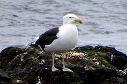 Image of Great Black-backed Gull