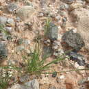 Image of common Mediterranean grass