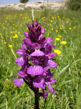 Image of Stately Dactylorhiza