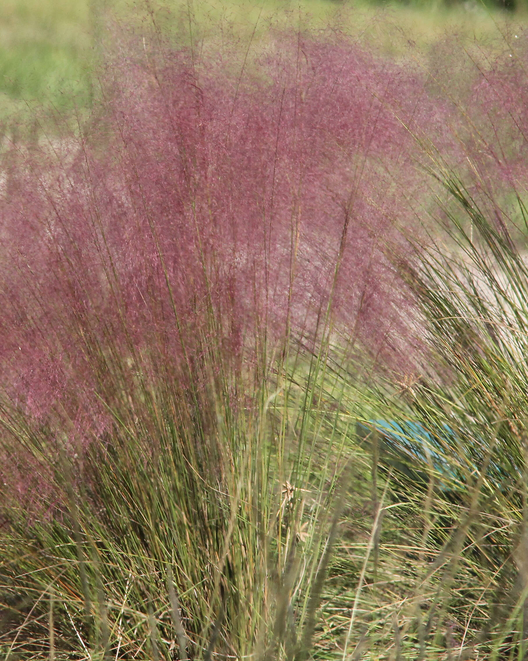 Image of hairawn muhly