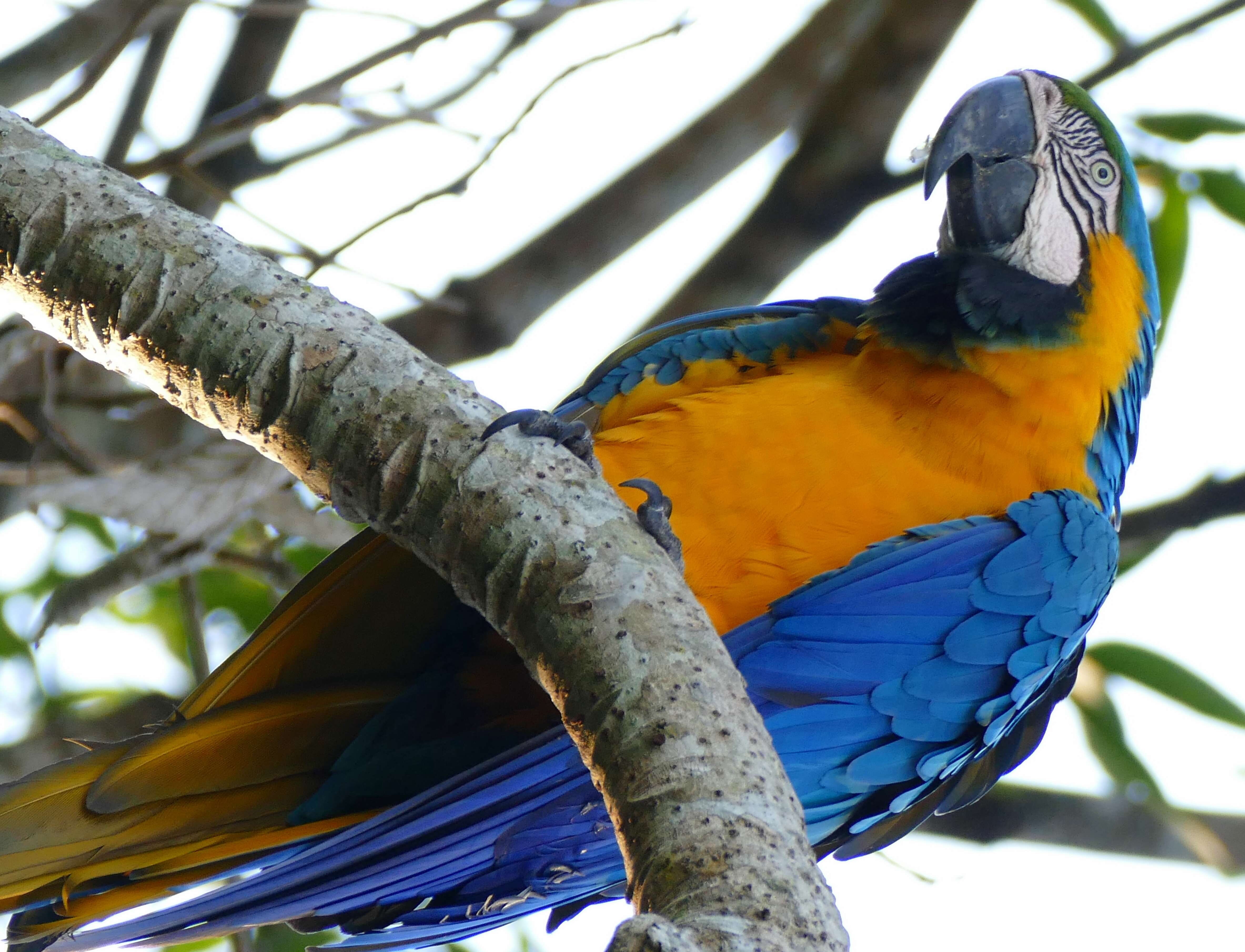 Image of macaws