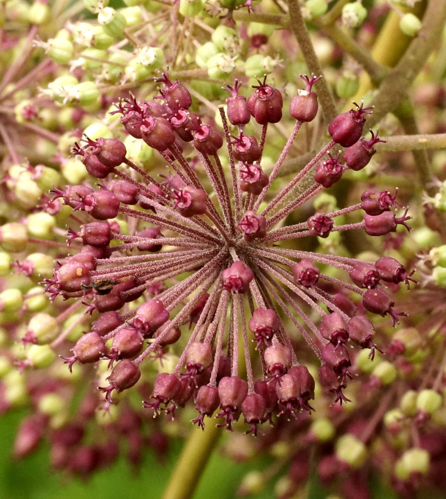 Image of California spikenard