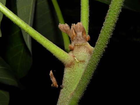 Image of Panama tree