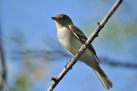 Image of Willow Flycatcher