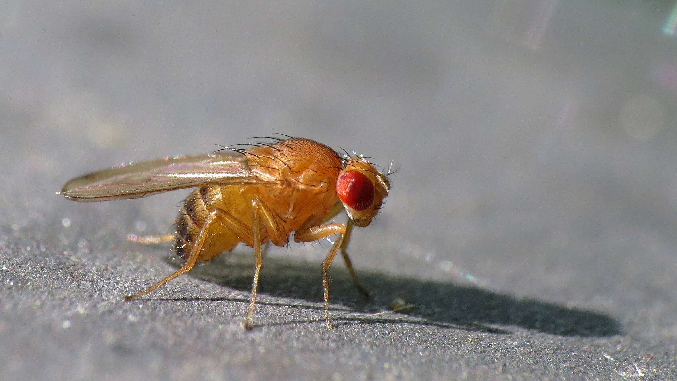 Imagem de Drosophila