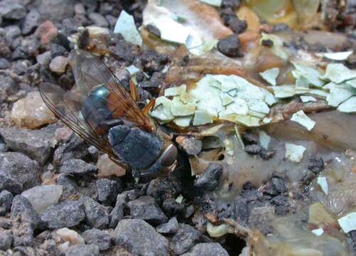 Image of Bluebodied Blowfly