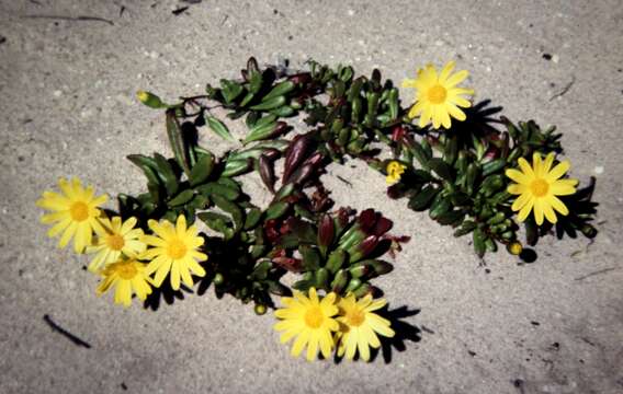 Image of Senecio spathulatus var. attenuatus I. Thomps.