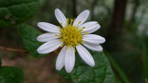 Image of Olearia tomentosa (Wendl.) DC.