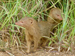 Image of Slender Mongooses