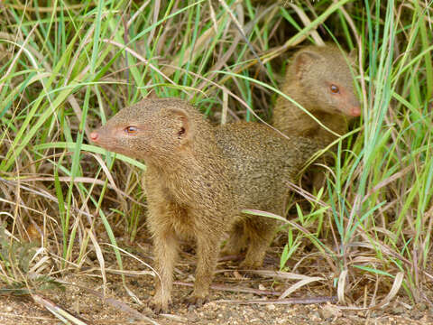 Image of Slender Mongoose