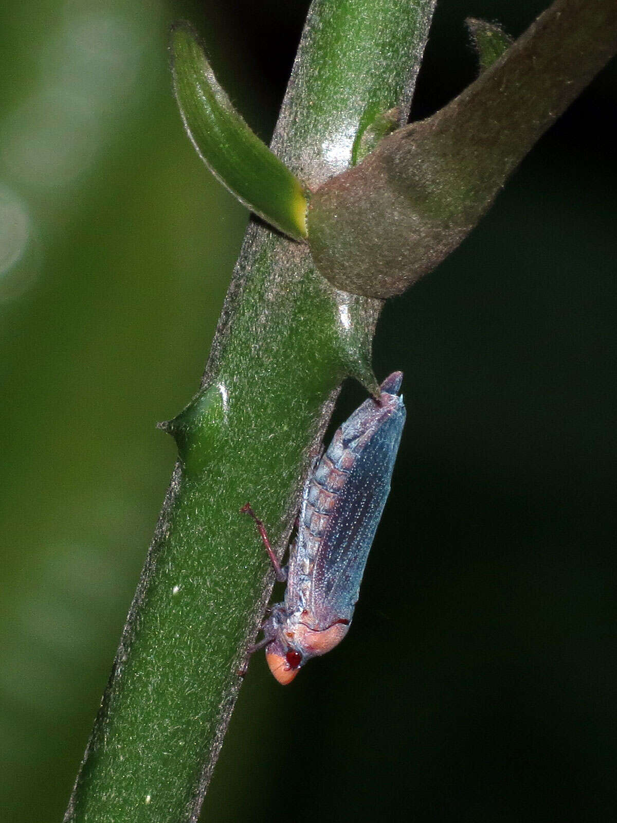 Image de Abana