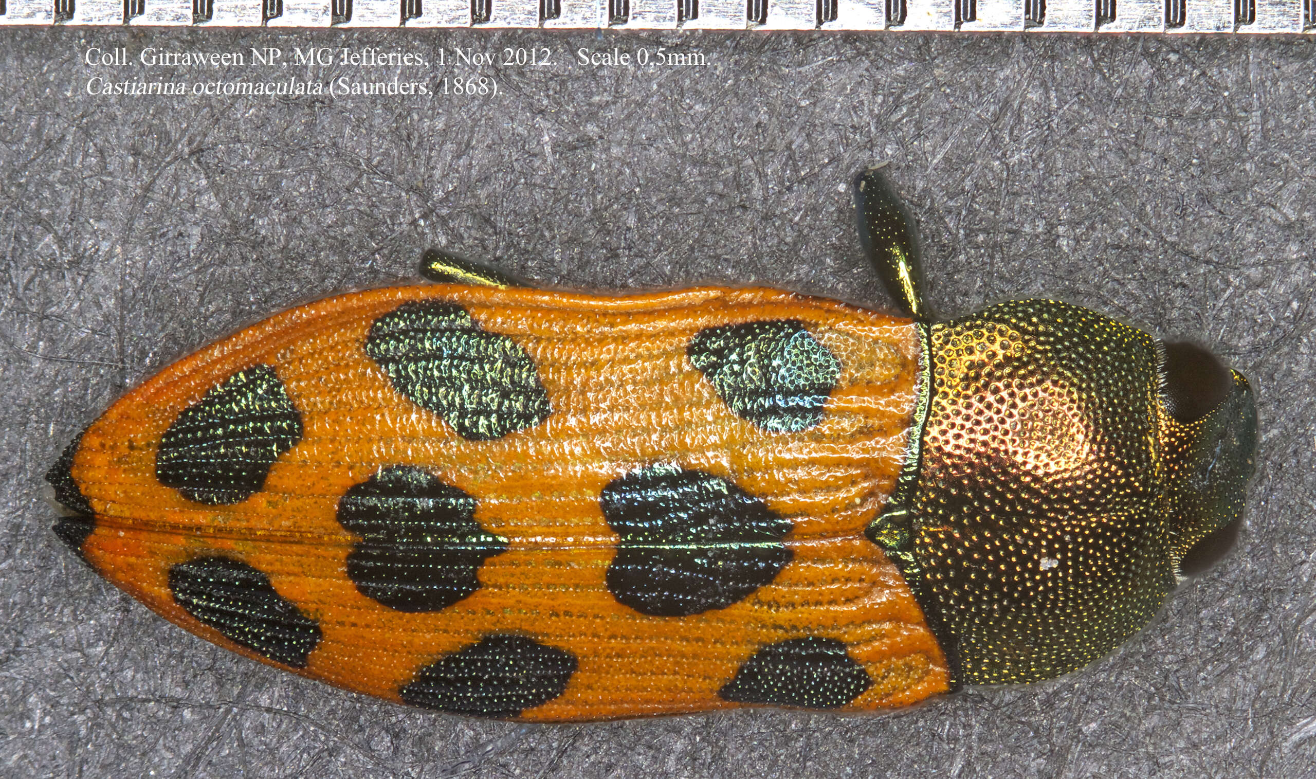 Imagem de Castiarina octomaculata (Saunders 1868)