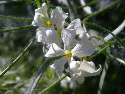 Image of Santa Catalina Mountain phlox