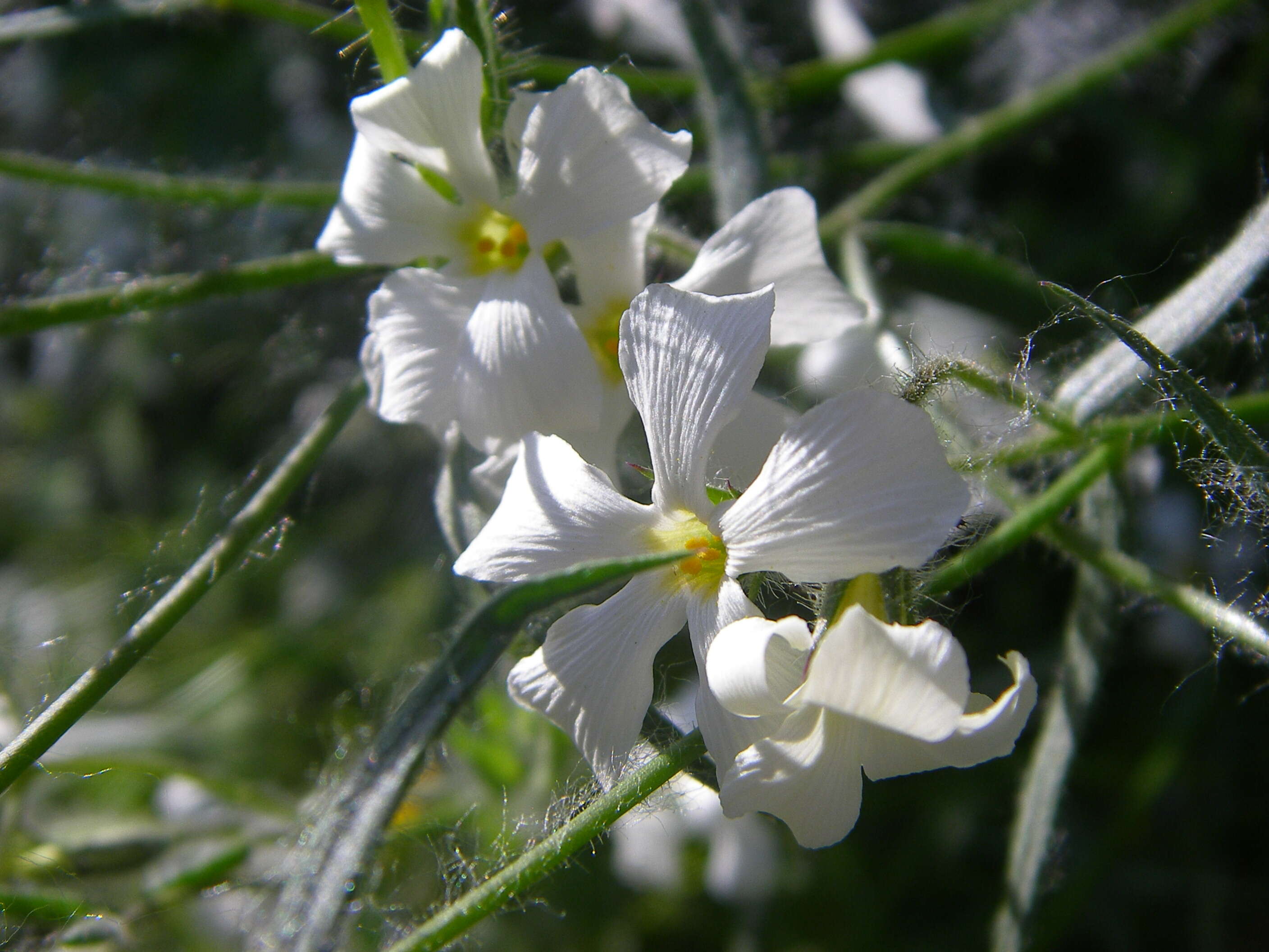 Image of Santa Catalina Mountain phlox