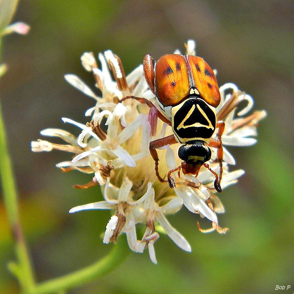 Image of Delta Flower Scarab