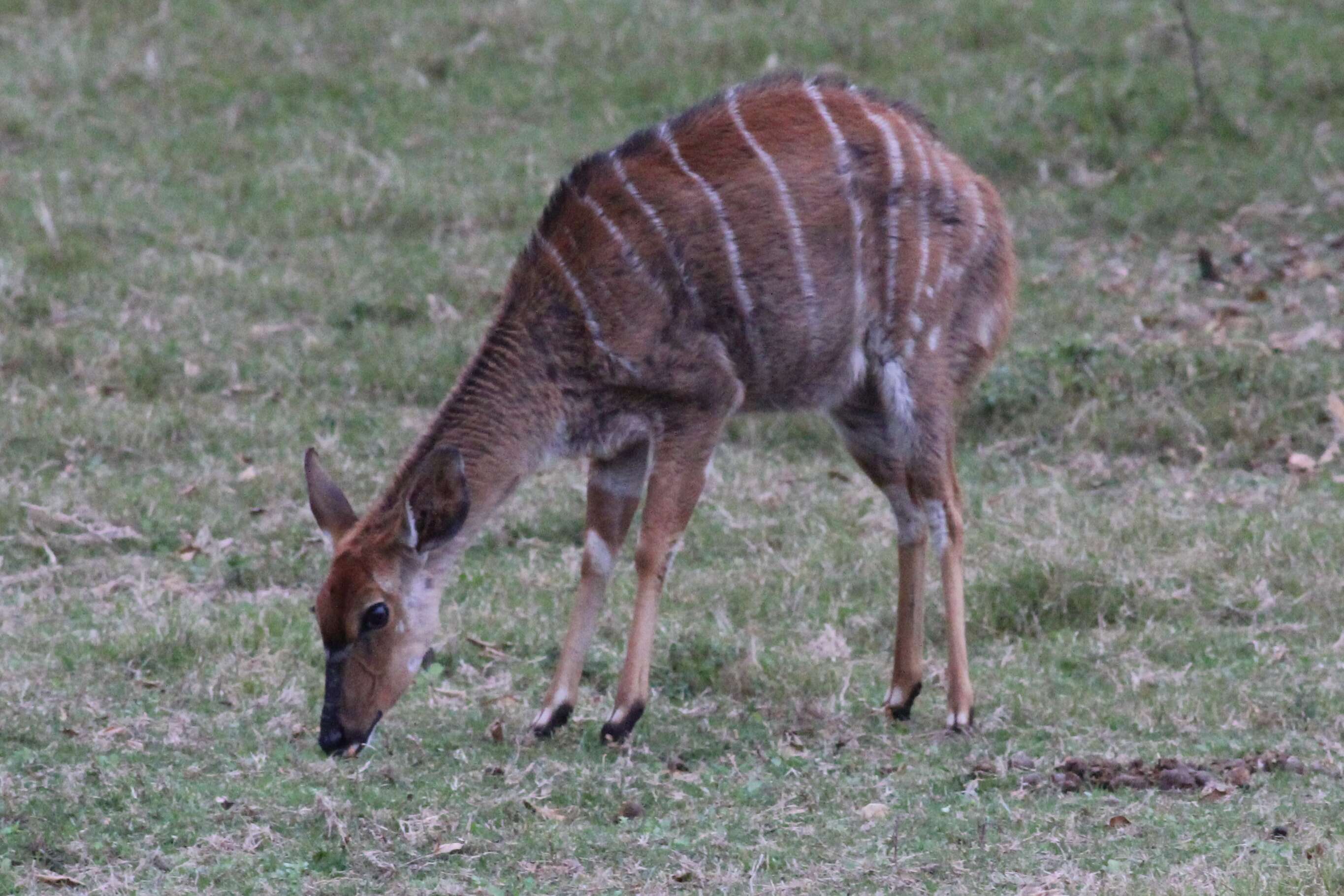 Image of Tragelaphus angasi