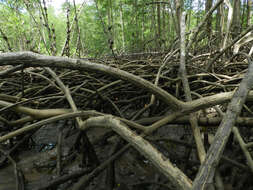 Image of mangrove