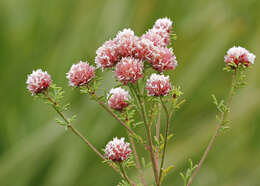 Image of Tampa prairie clover