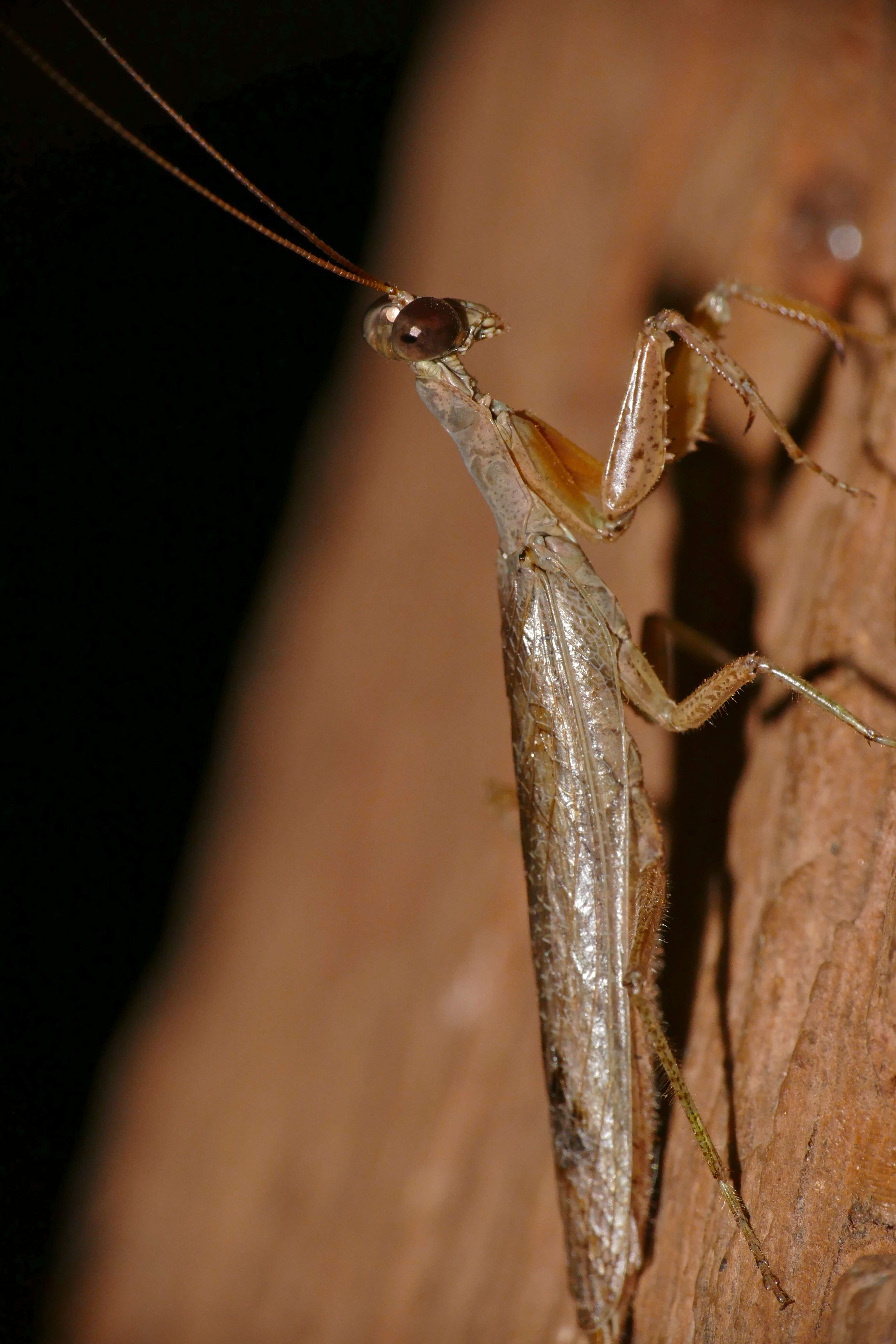 Image of tarachodid mantises