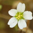 Image of Appalachian stitchwort