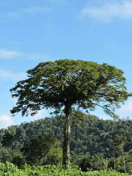 Image of kapoktree