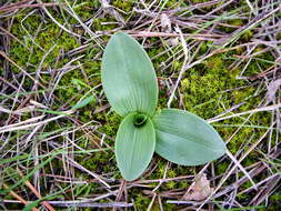 Image of Looking-glass Orchid