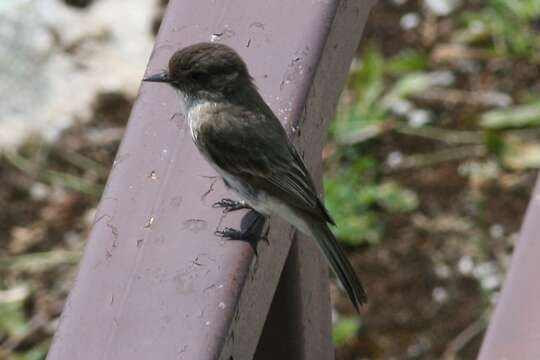 Image of Eastern Phoebe