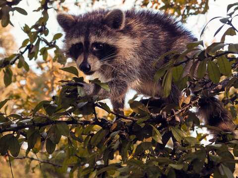 Image of Raccoons