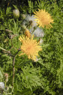 Image of field sowthistle