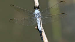 Image de Nesciothemis farinosa (Förster 1898)