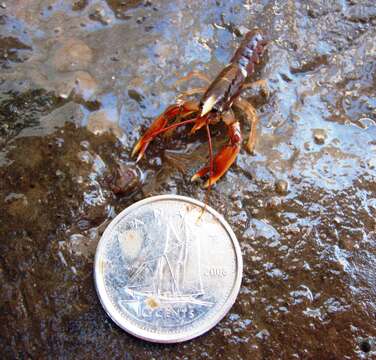 Image of American Lobster