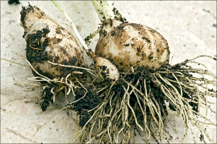 Image of Ornithogalum orthophyllum subsp. kochii (Parl.) Zahar.