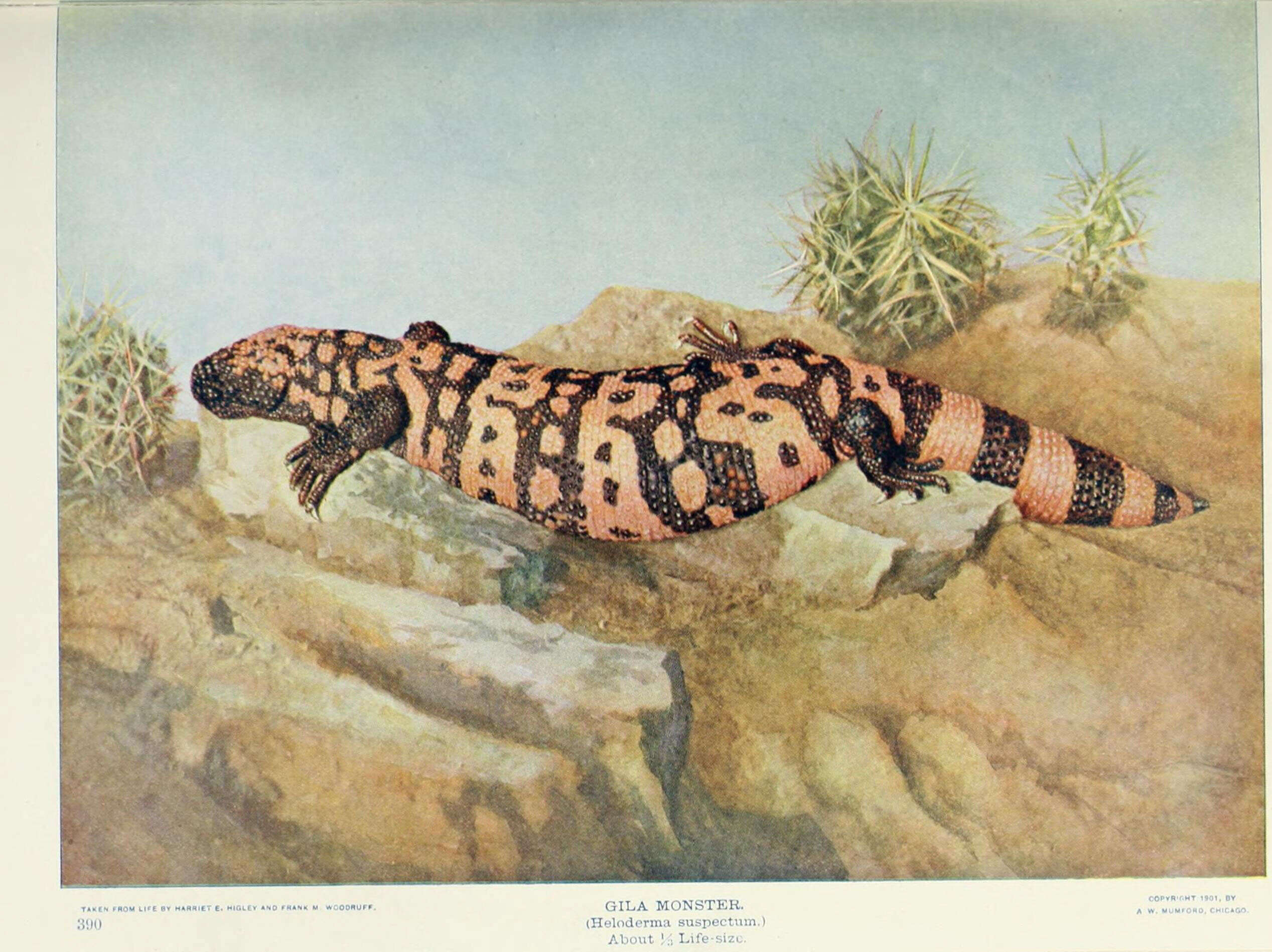 Image of Heloderma Wiegmann 1829