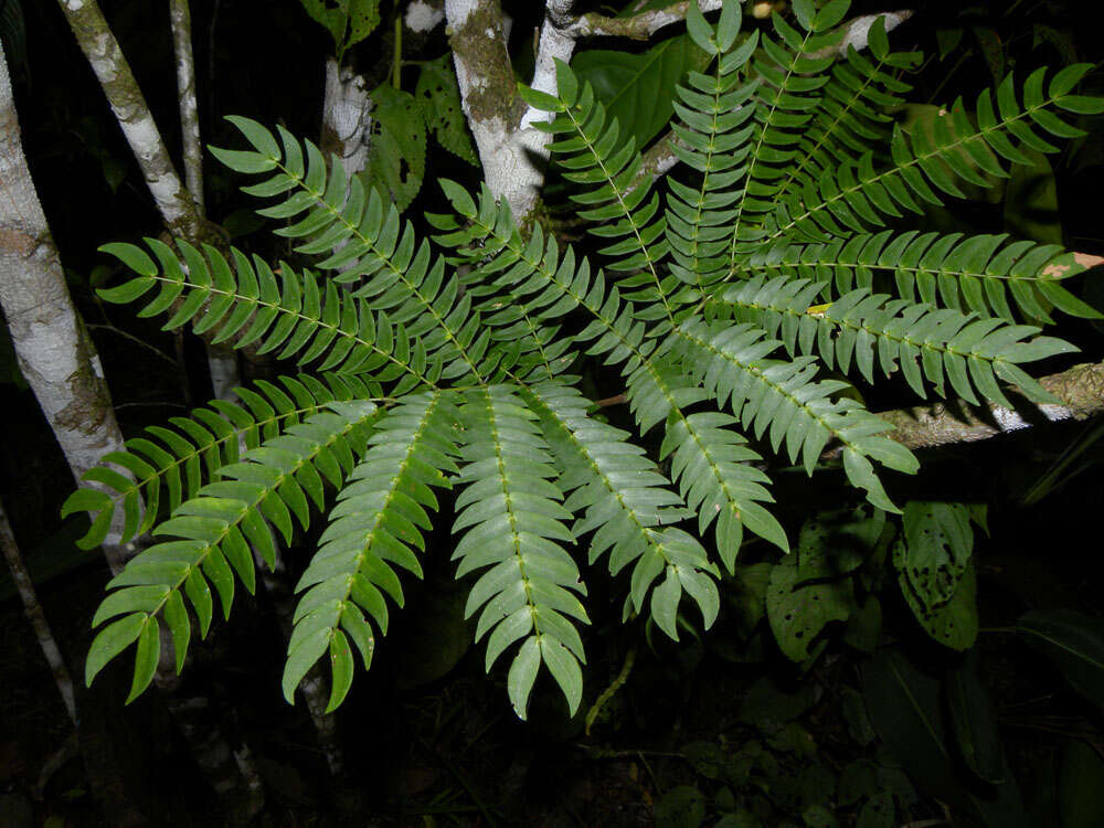 Image of Cojoba sophorocarpa (Benth. & Hook. fil.) Britton & Rose