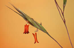 Image of wallaby grass