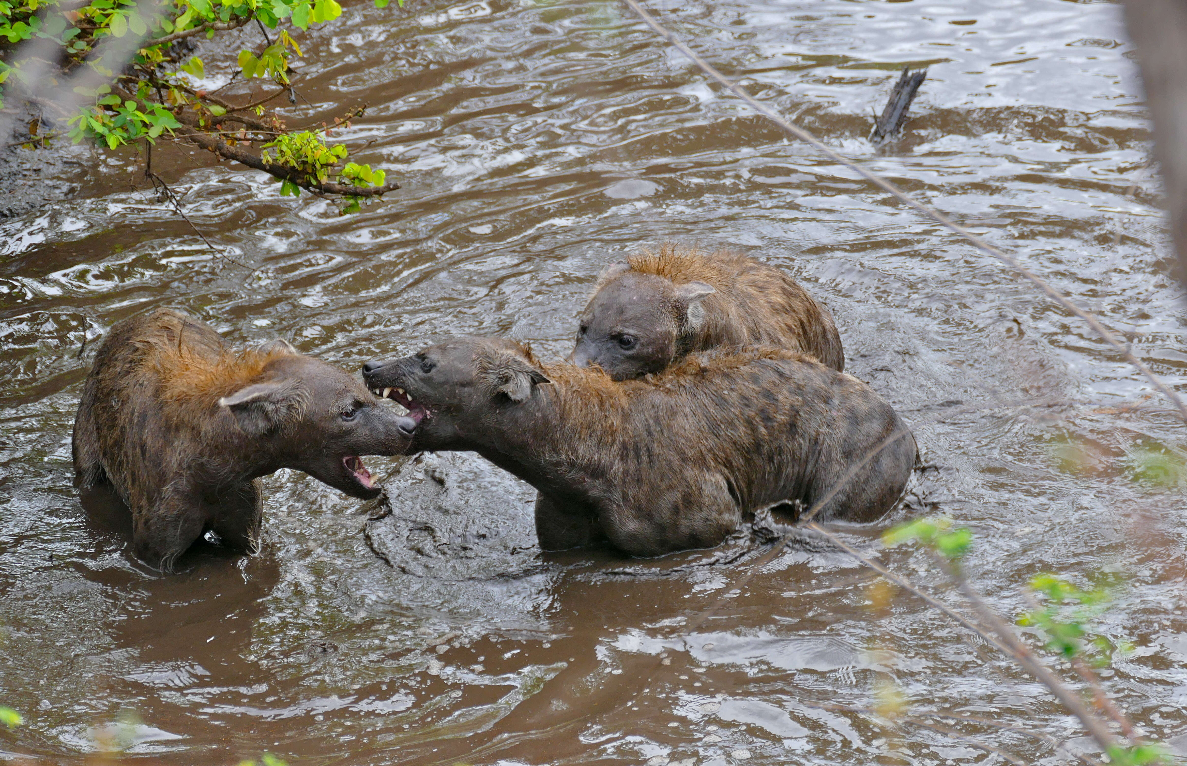 Image of Spotted Hyaenas