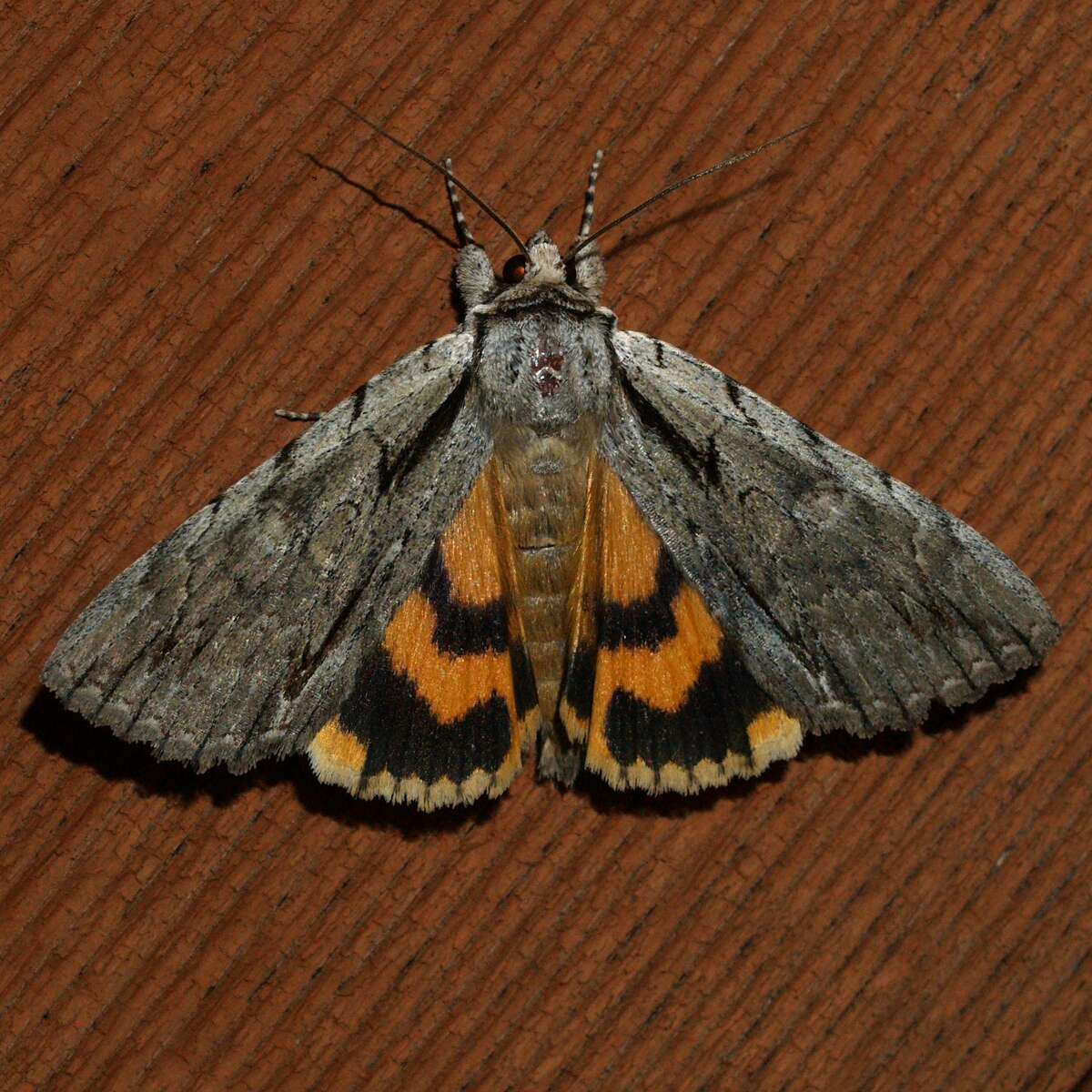 Image of Clinton's Underwing Moth