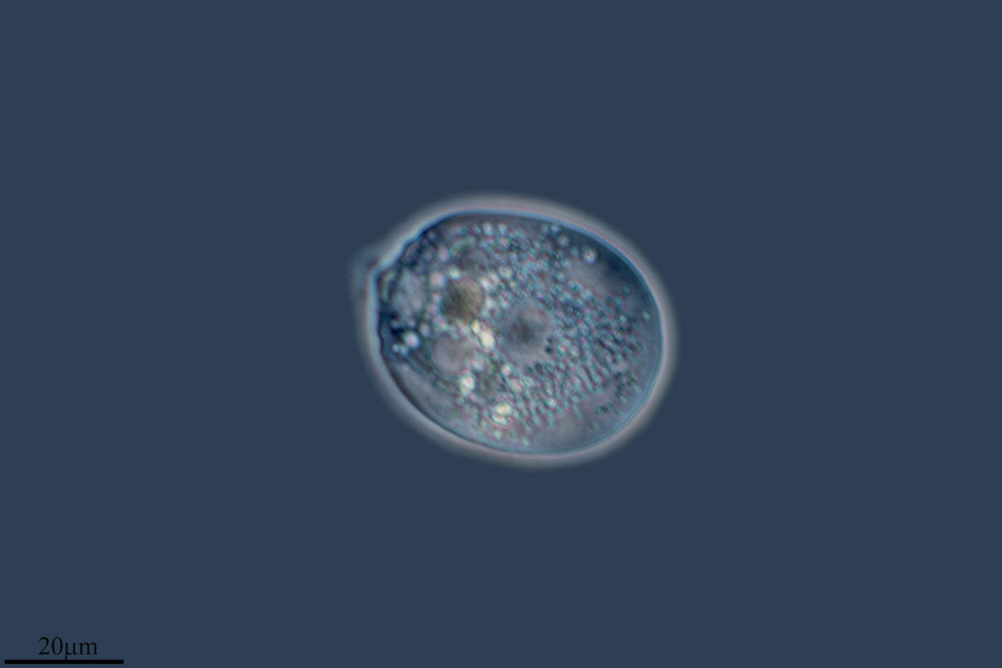 Image of Rhizaspis scutiformis