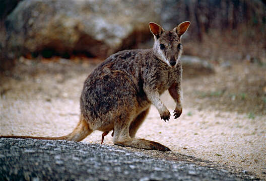 Image of Rock-wallaby