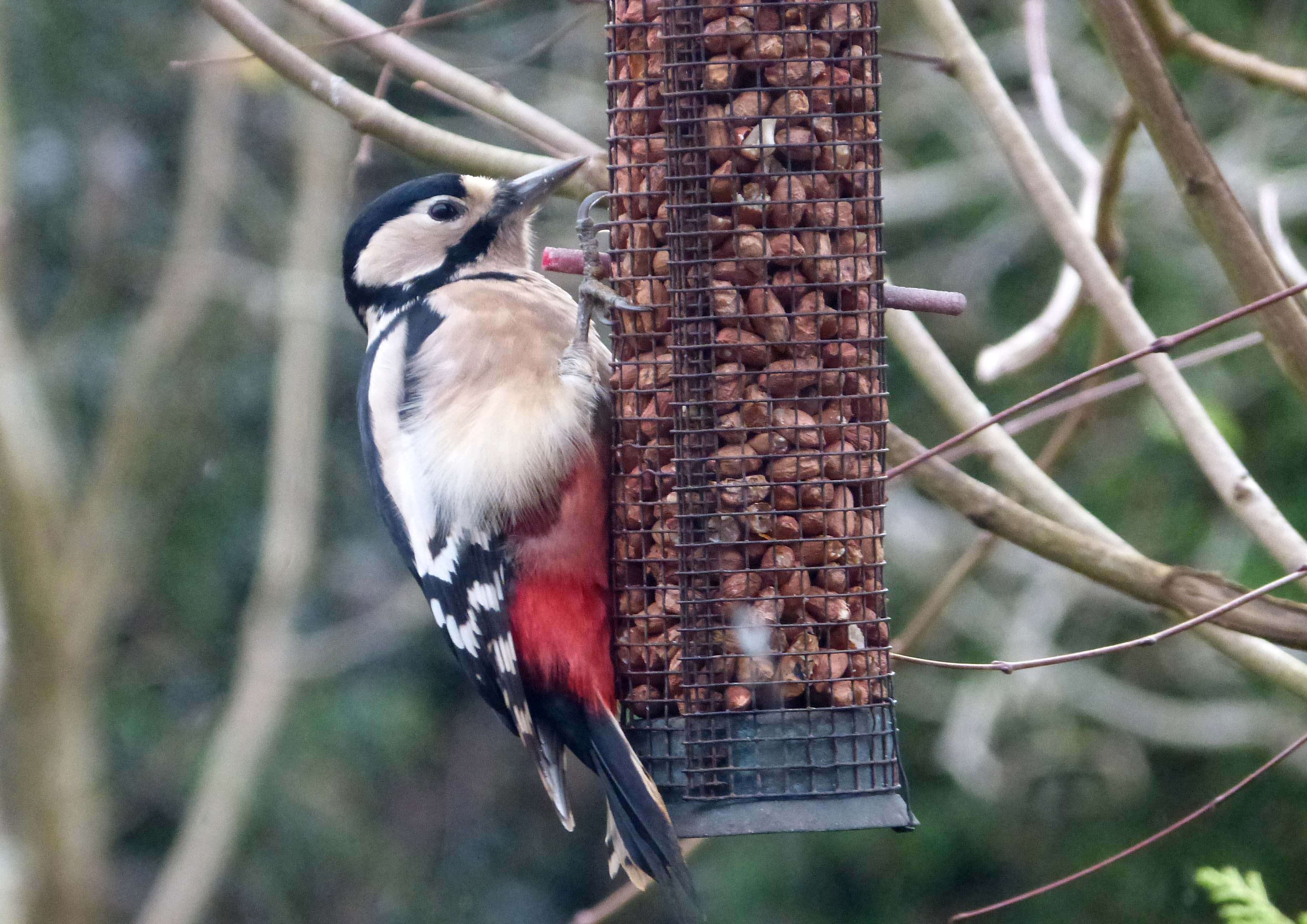 Image of Great Spotted Woodpecker