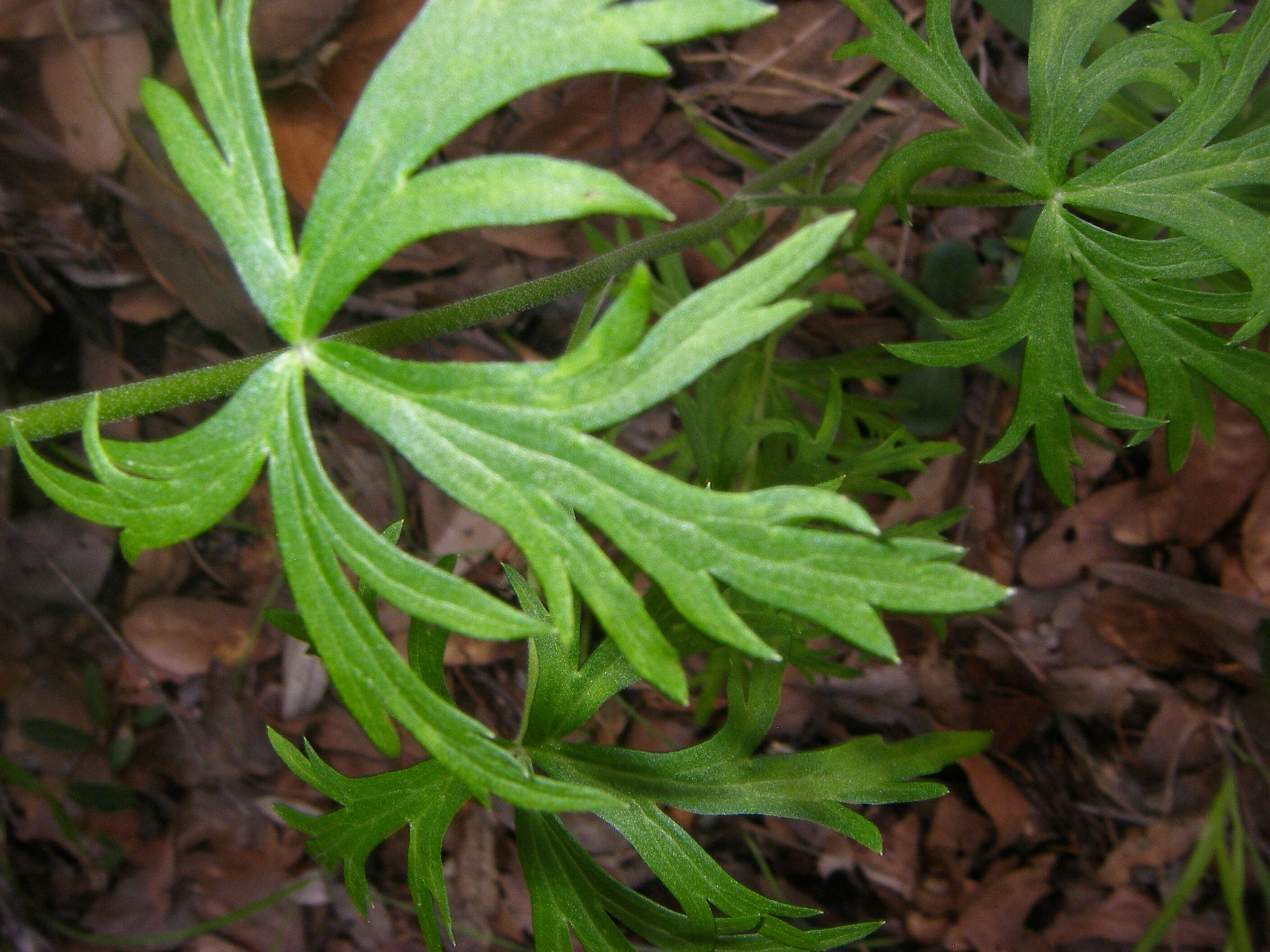 Plancia ëd Delphinium scopulorum A. Gray