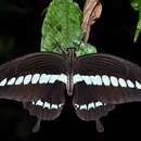 Image of Cream-banded swallowtail