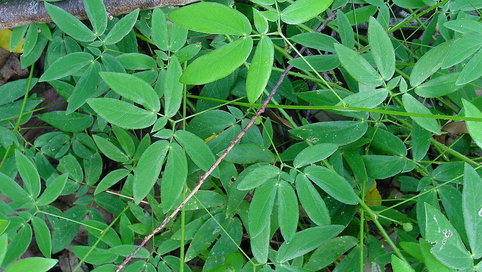 Image of Mimosa sensitiva L.
