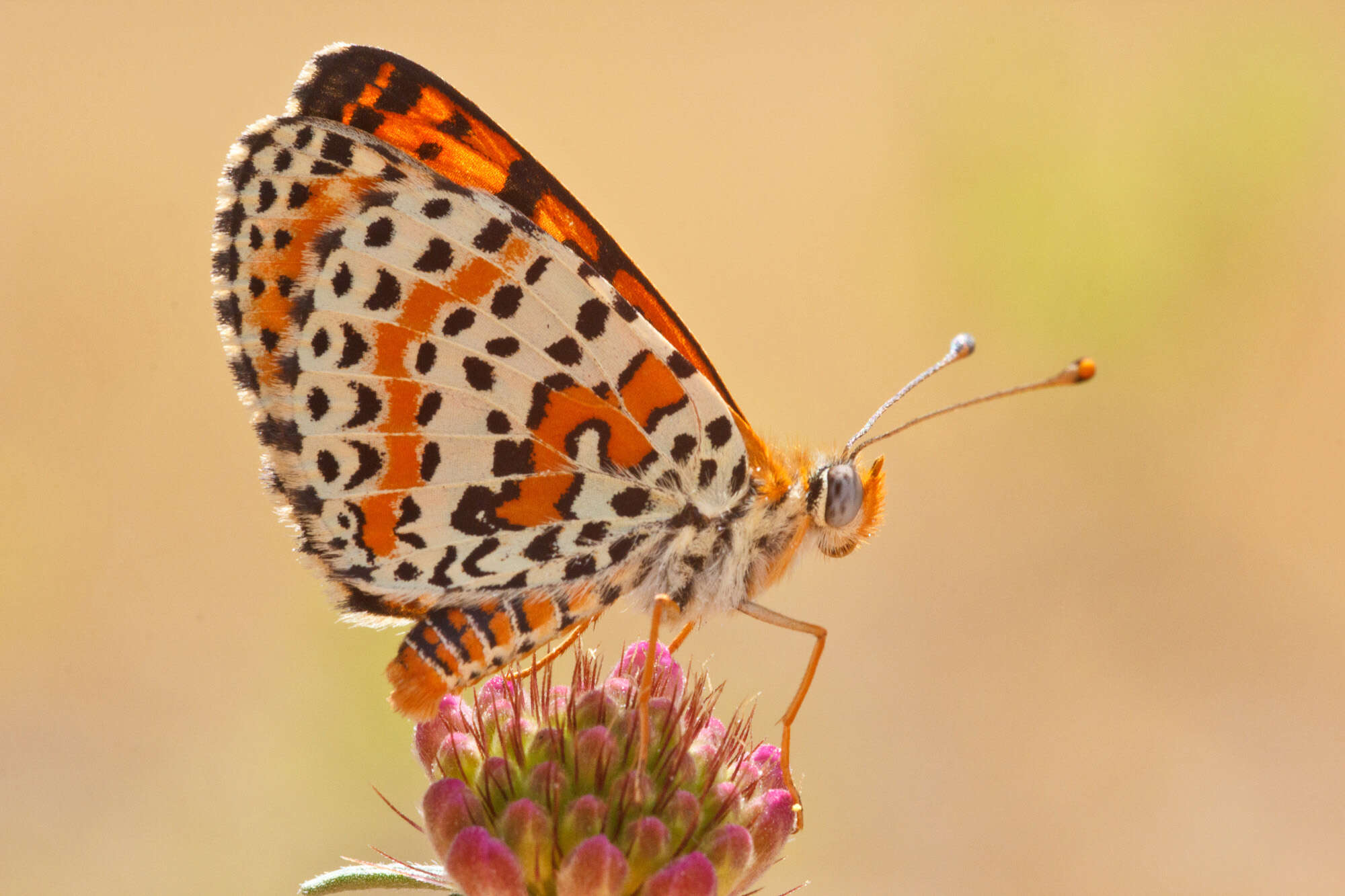 Image of Melitaea