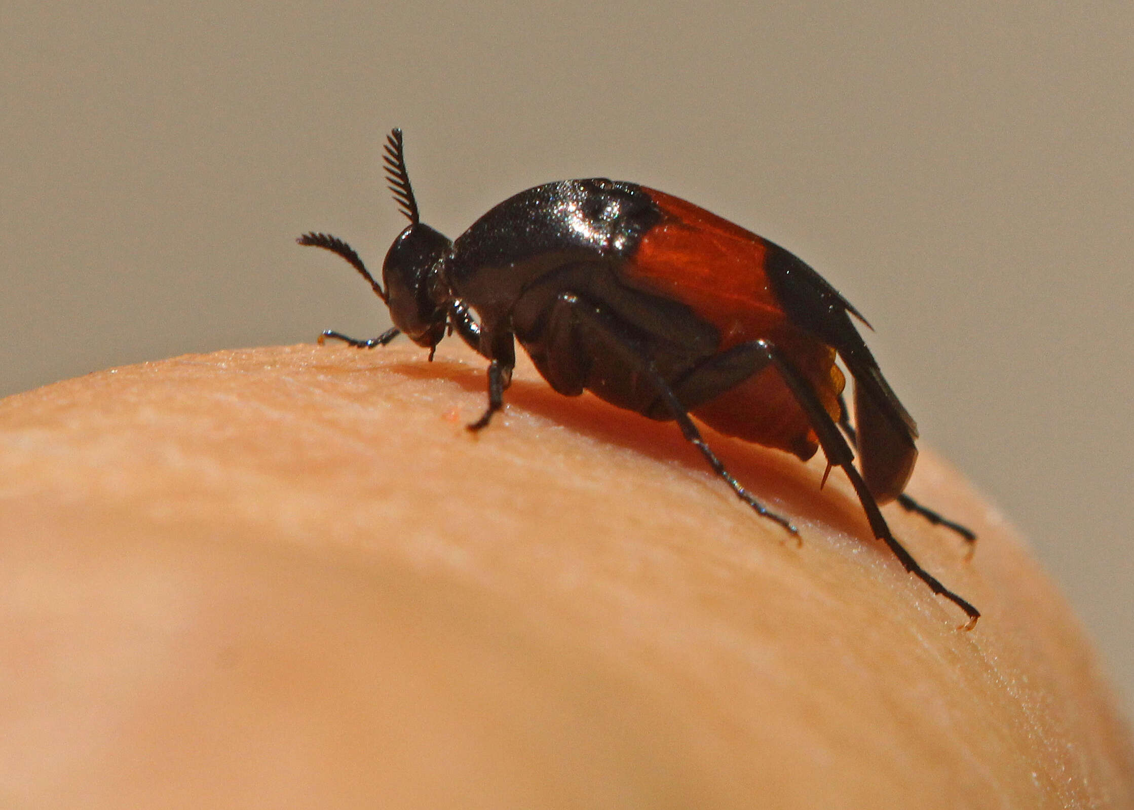 Image of ripiphorid beetles