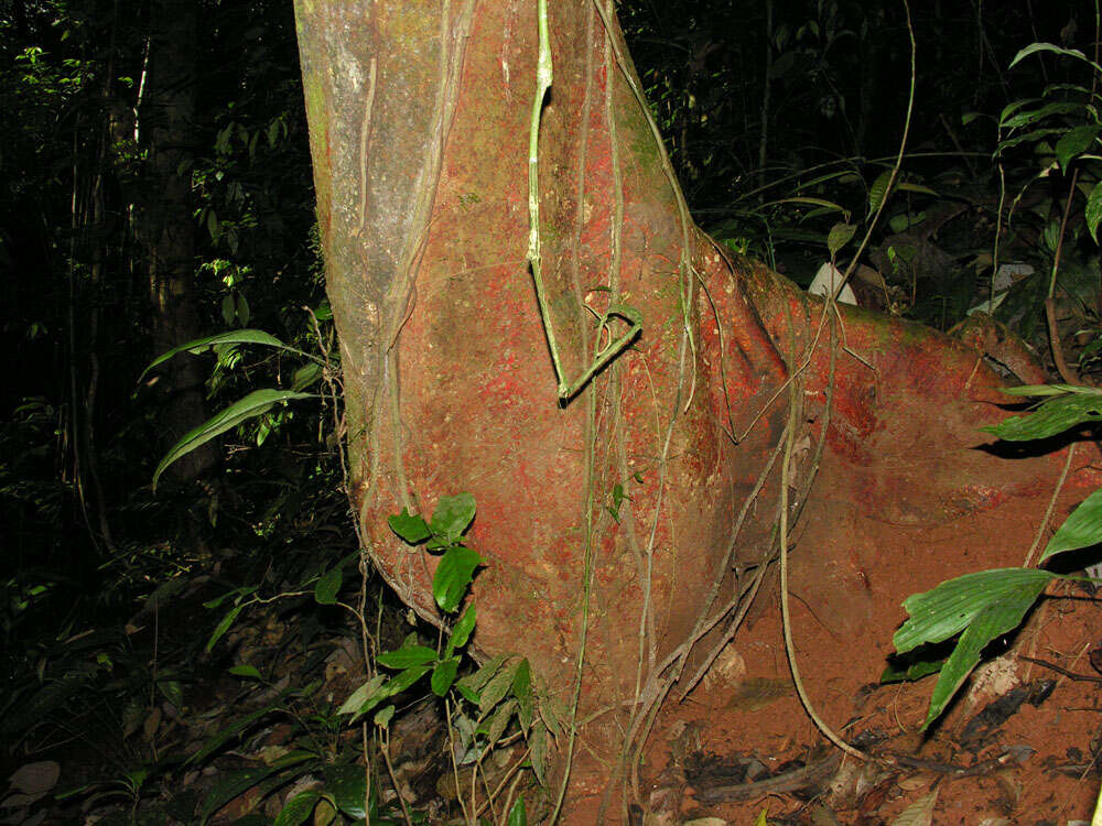 Слика од Batocarpus costaricensis Standl. & L. O. Williams