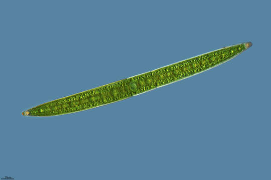 Image of Closterium acerosum