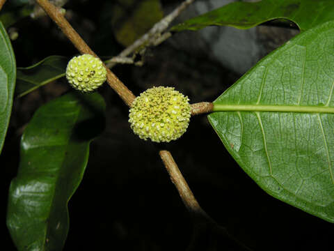 Image of Maquira guianensis Aubl.