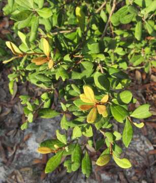 Lyonia ferruginea (Walt.) Nutt.的圖片