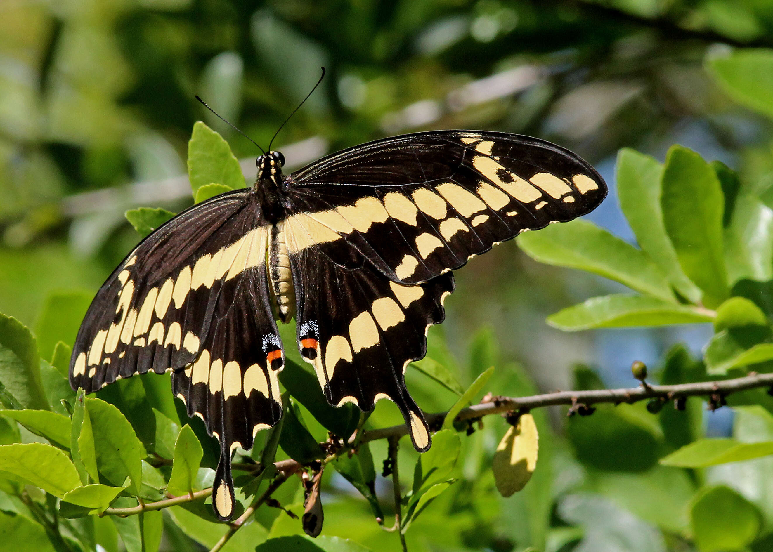 Image of Eastern Giant Swallowtail